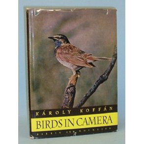 Birds in Camera, Károly Koffán